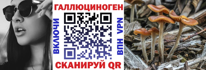 omg онион  Грязовец  Псилоцибиновые грибы мицелий 